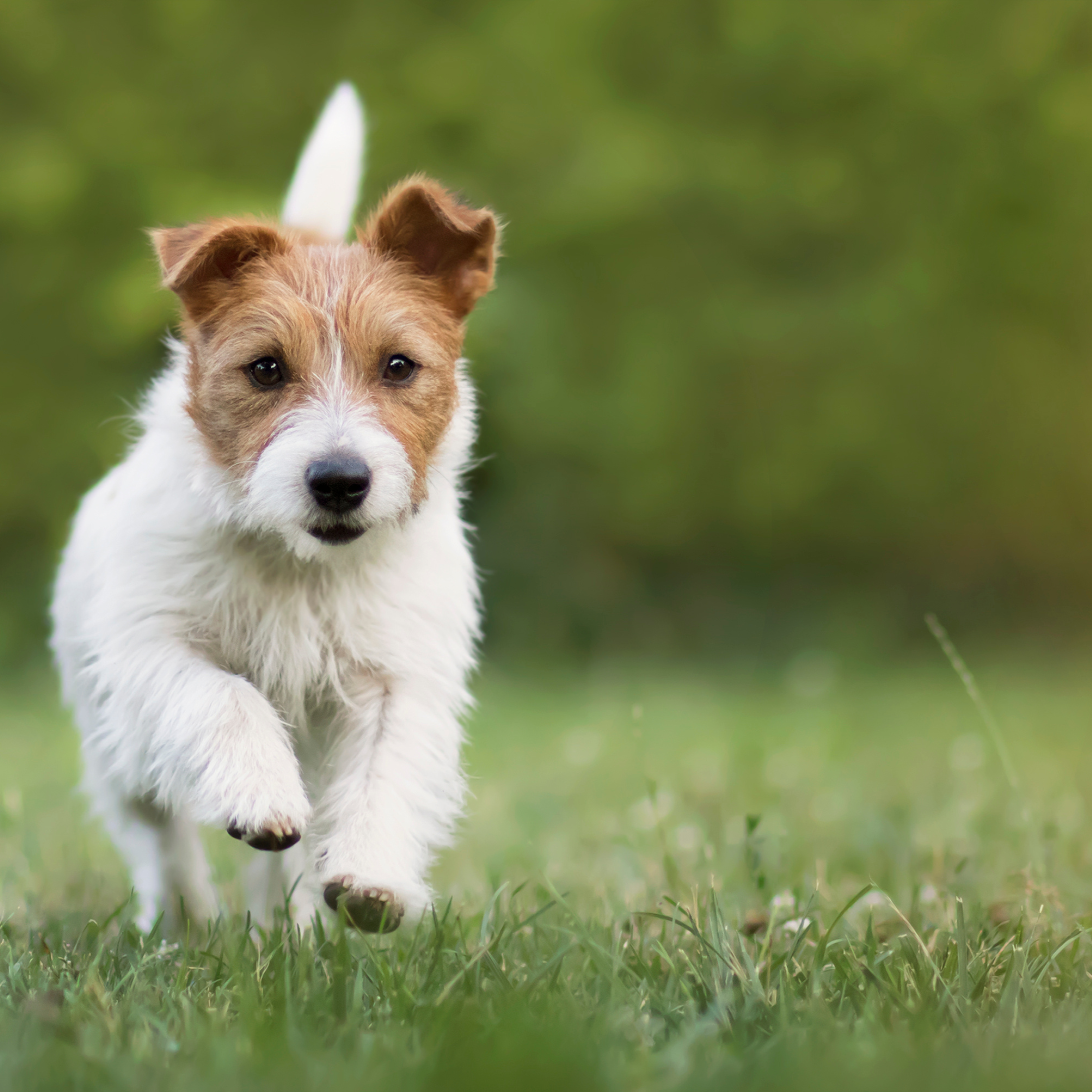 Better Pet Care & Adventures